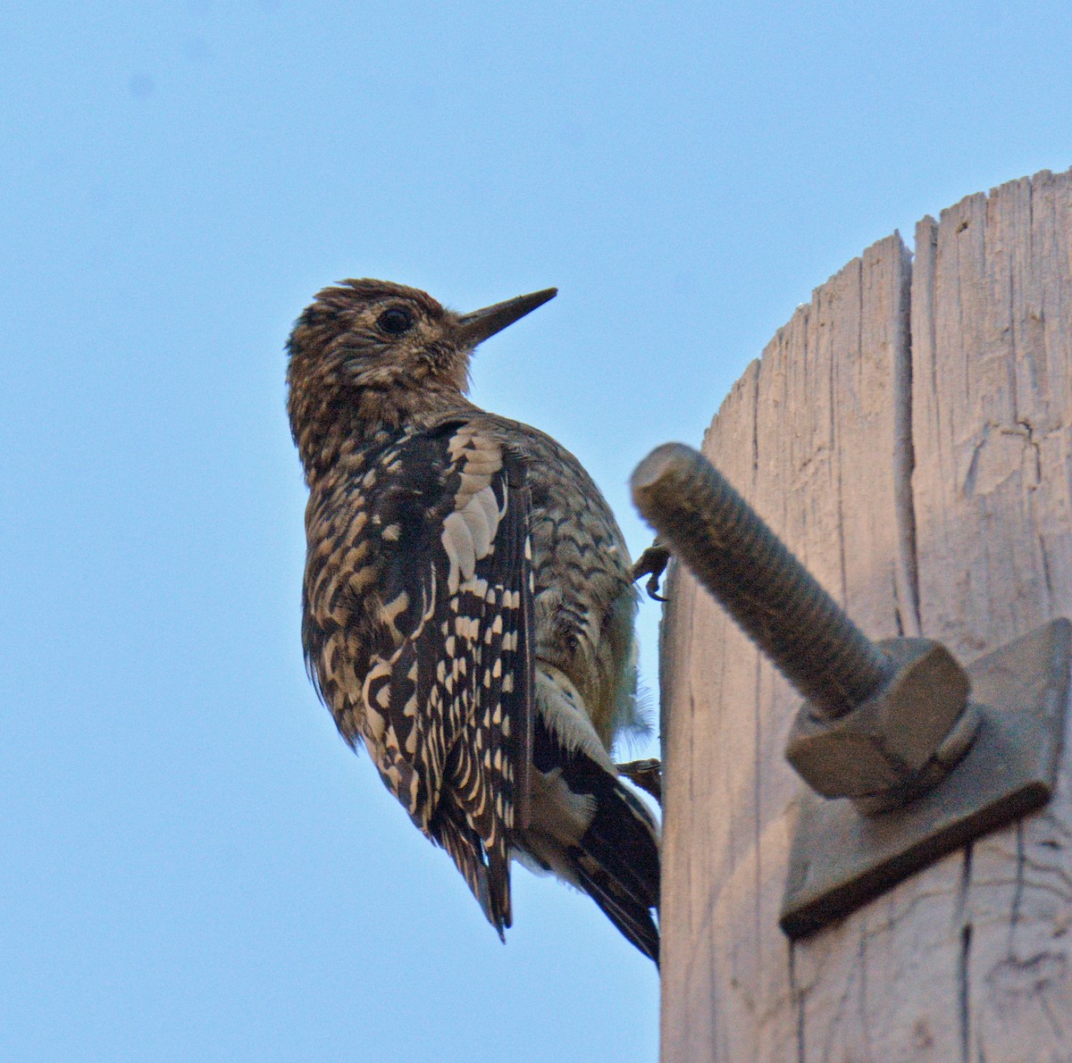 Yellow-bellied Sapsucker - ML642839036