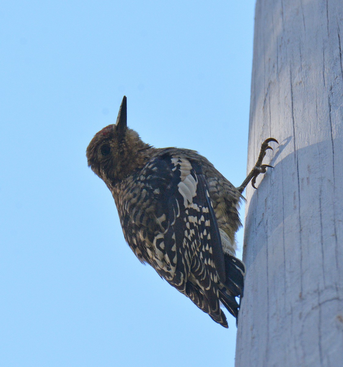 Yellow-bellied Sapsucker - ML642839037