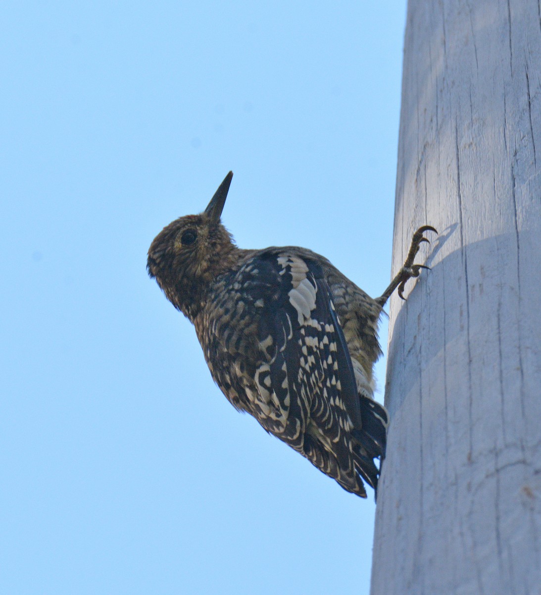 Yellow-bellied Sapsucker - ML642839038
