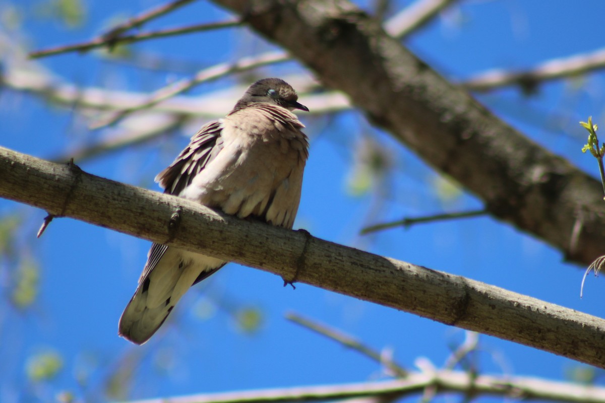Eared Dove - ML642839040
