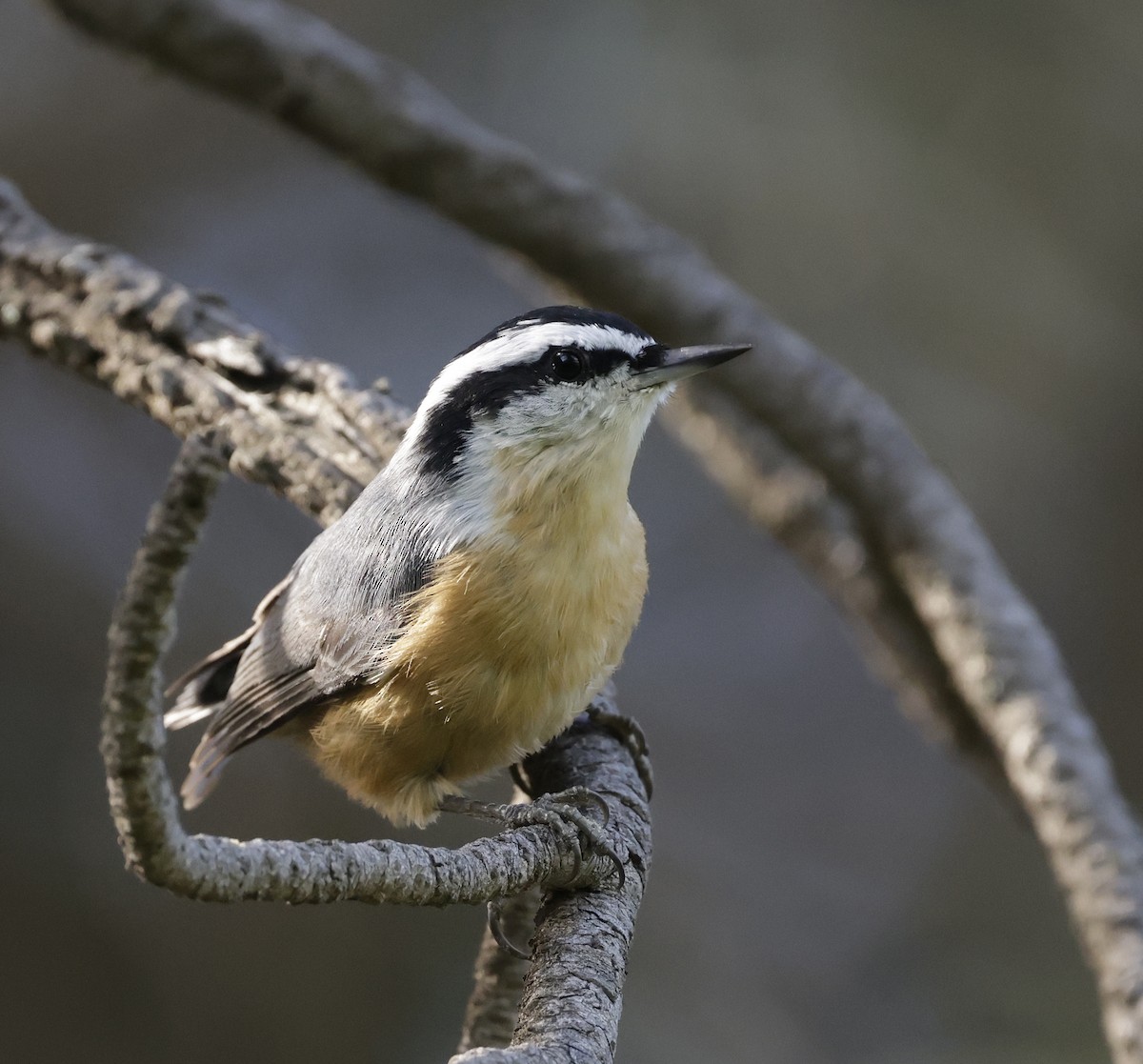 Red-breasted Nuthatch - ML642839041