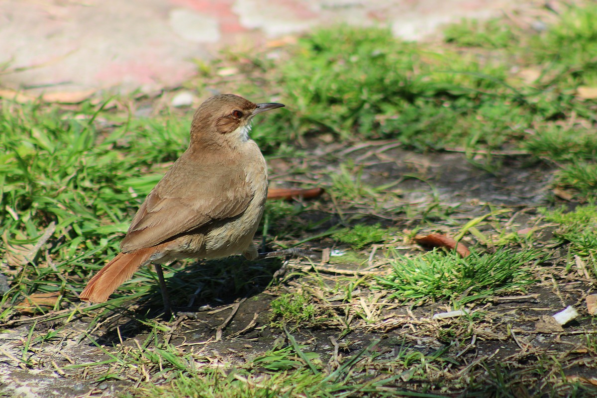 Rufous Hornero - ML642839043