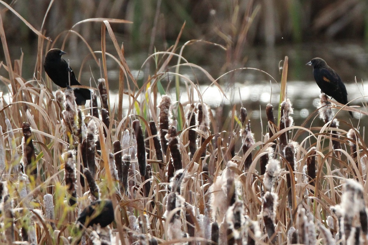 Red-winged Blackbird - ML642839044