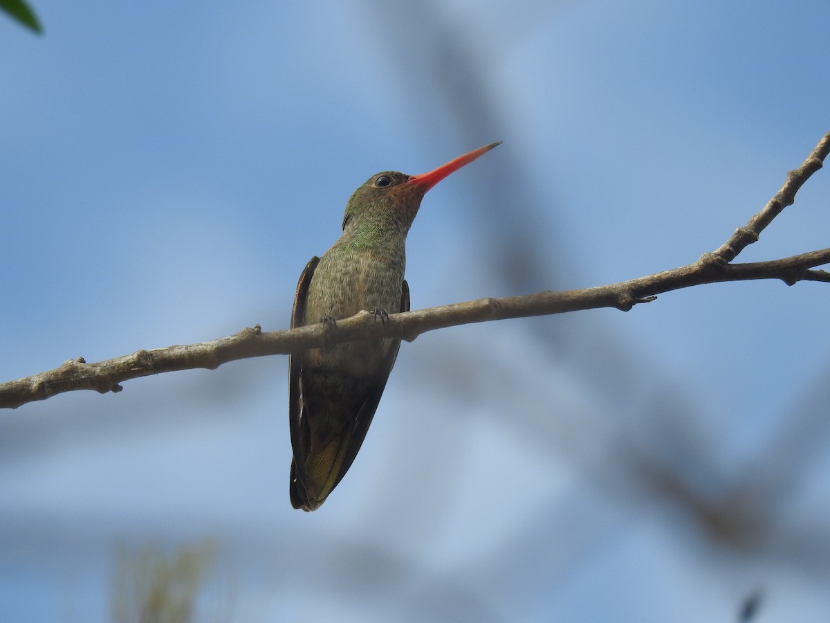Glittering-bellied Emerald - ML642839045