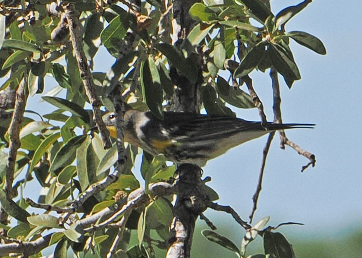 Yellow-rumped Warbler - ML642839046