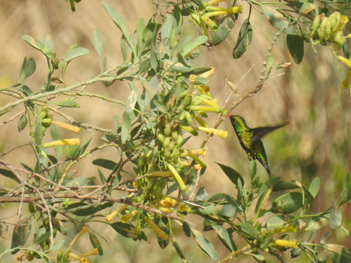 Glittering-bellied Emerald - ML642839047