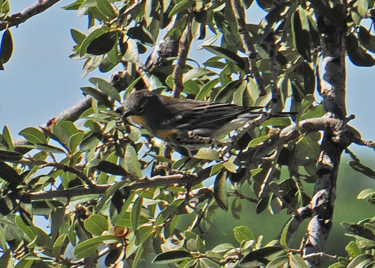 Yellow-rumped Warbler - ML642839049