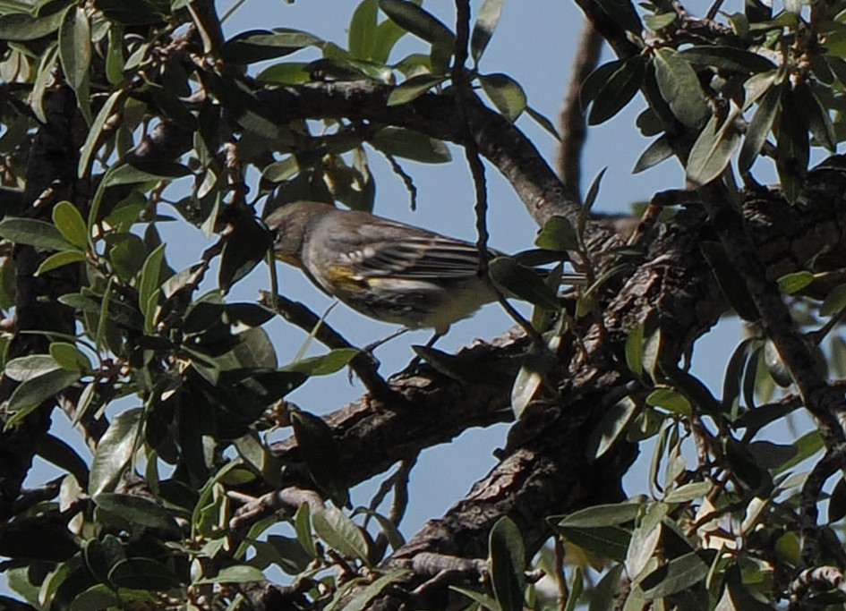 Yellow-rumped Warbler - ML642839052