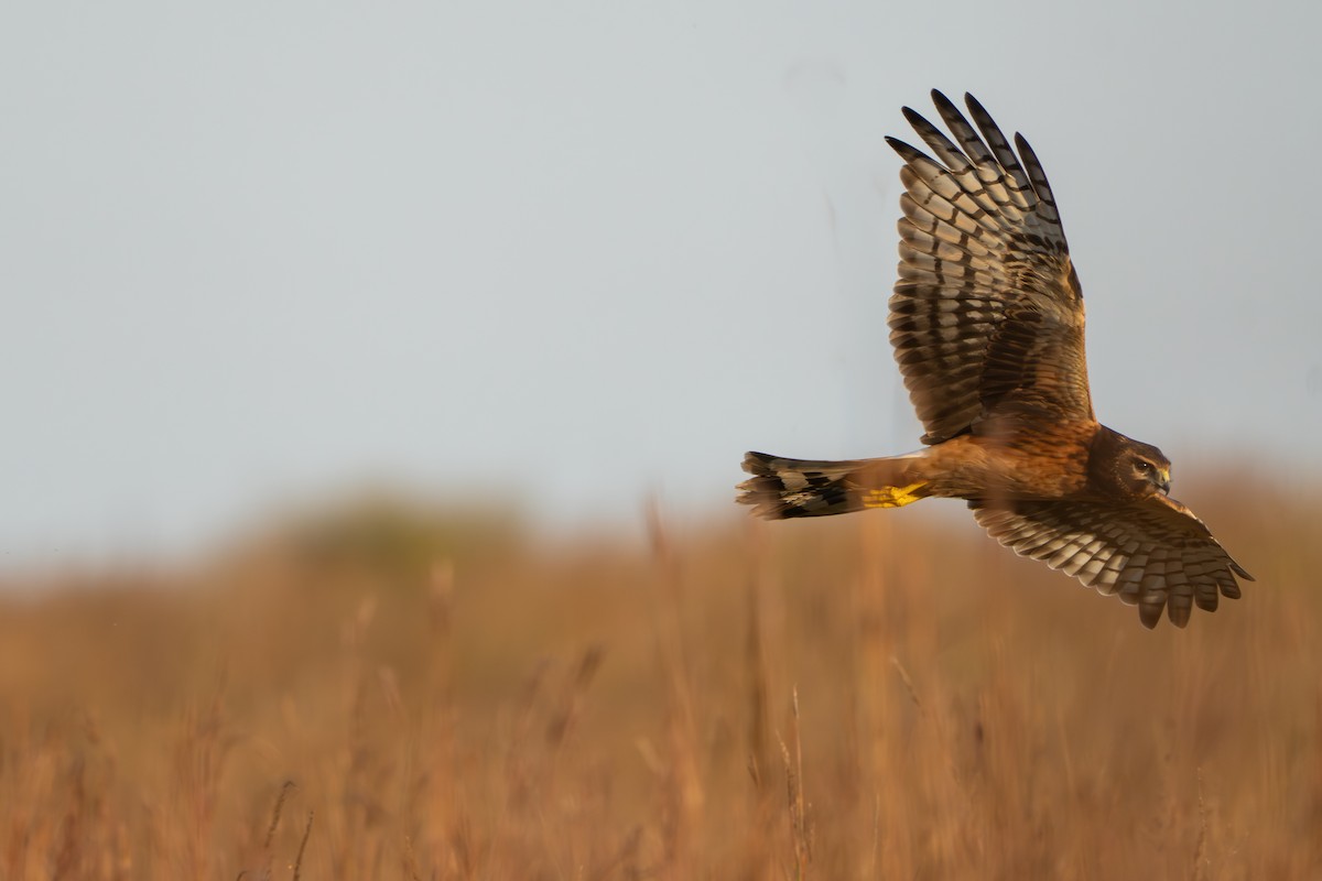 Northern Harrier - ML642839053