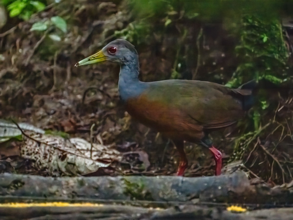 Gray-cowled Wood-Rail - ML642839054