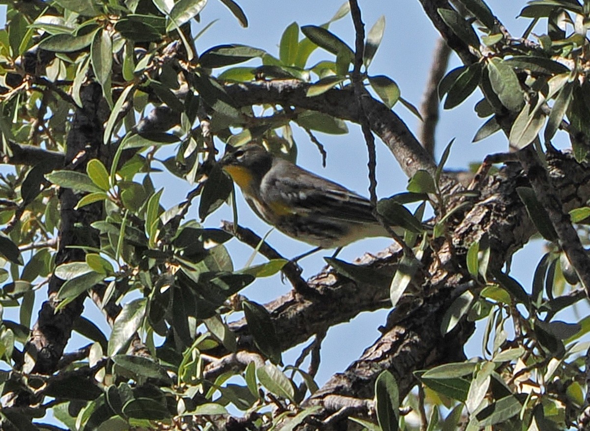 Yellow-rumped Warbler - ML642839055