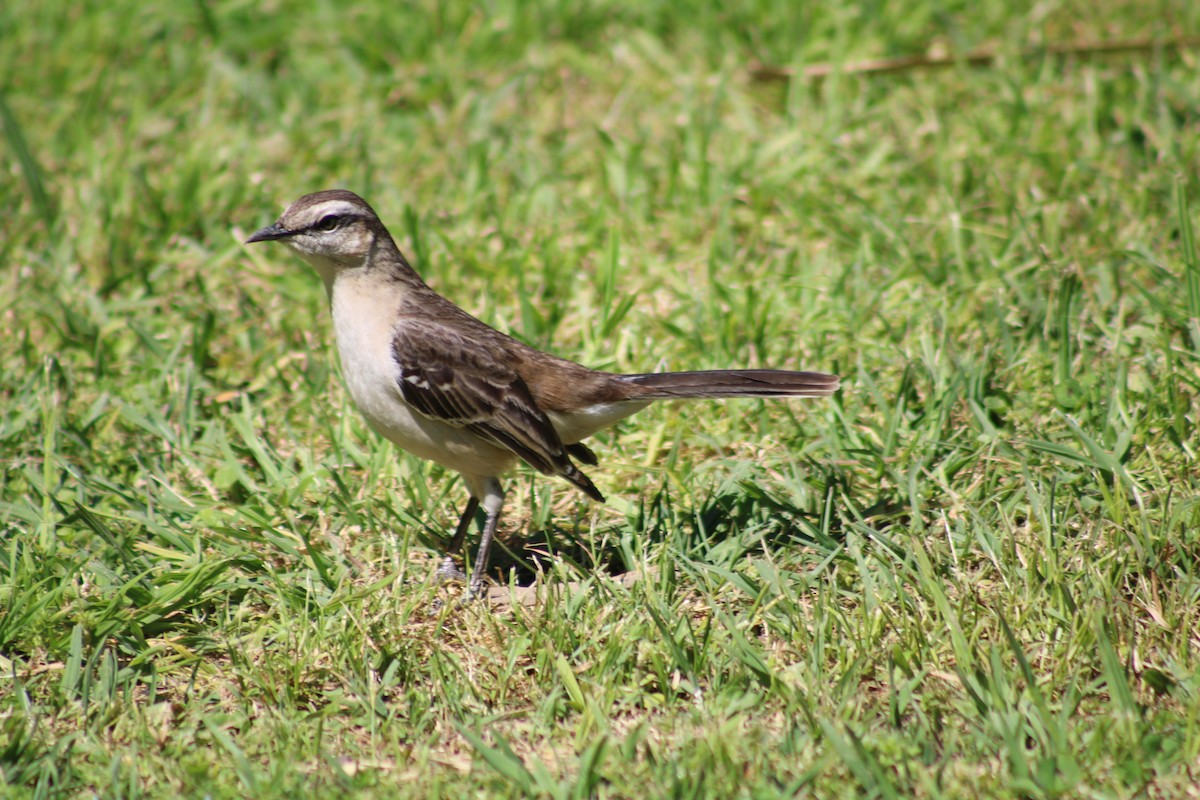 Chalk-browed Mockingbird - ML642839057