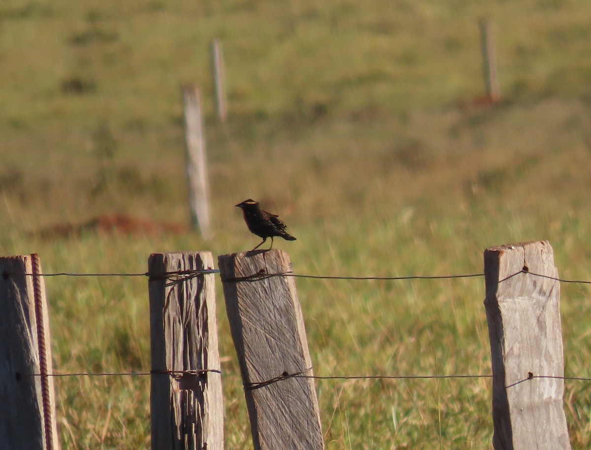 White-browed Meadowlark - ML642839058