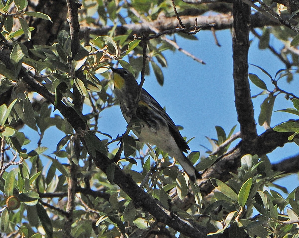 Yellow-rumped Warbler - ML642839060
