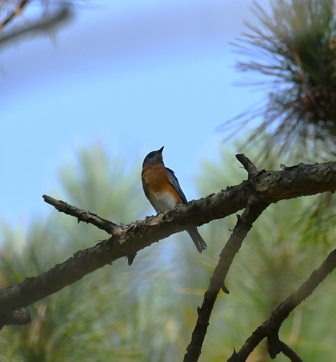 Eastern Bluebird - ML642839061
