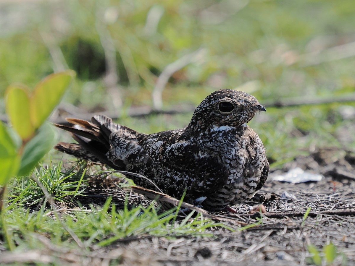 Antillean Nighthawk - ML642839063