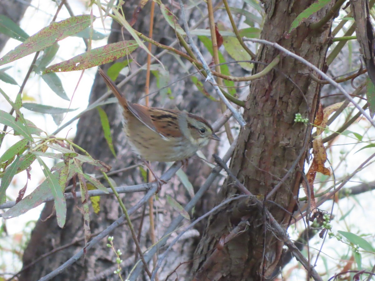 Swamp Sparrow - ML642839064