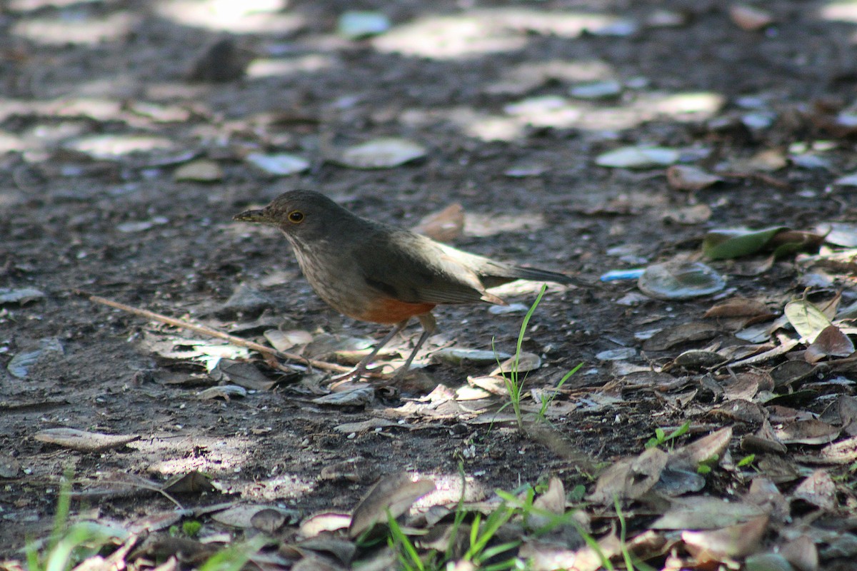 Rufous-bellied Thrush - ML642839065
