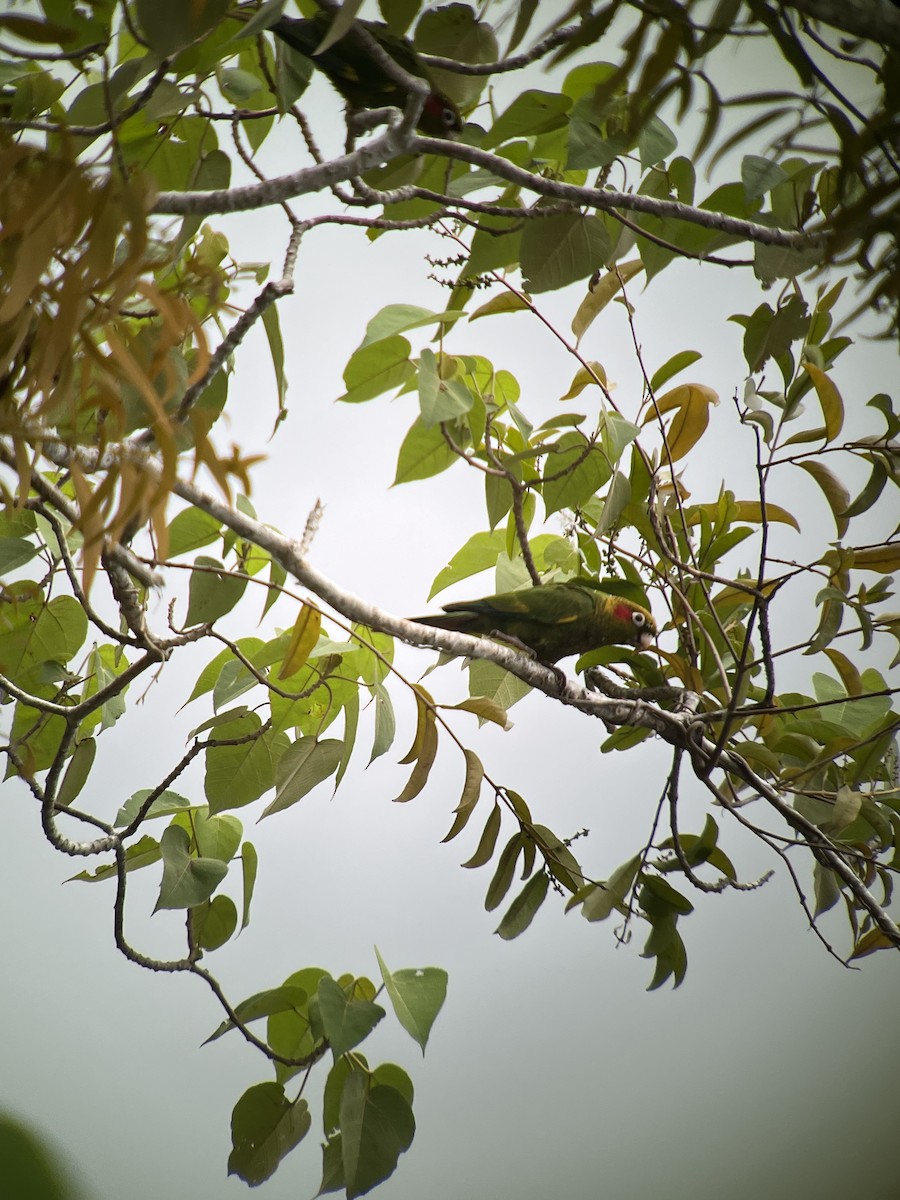 Sulphur-winged Parakeet - ML642839066
