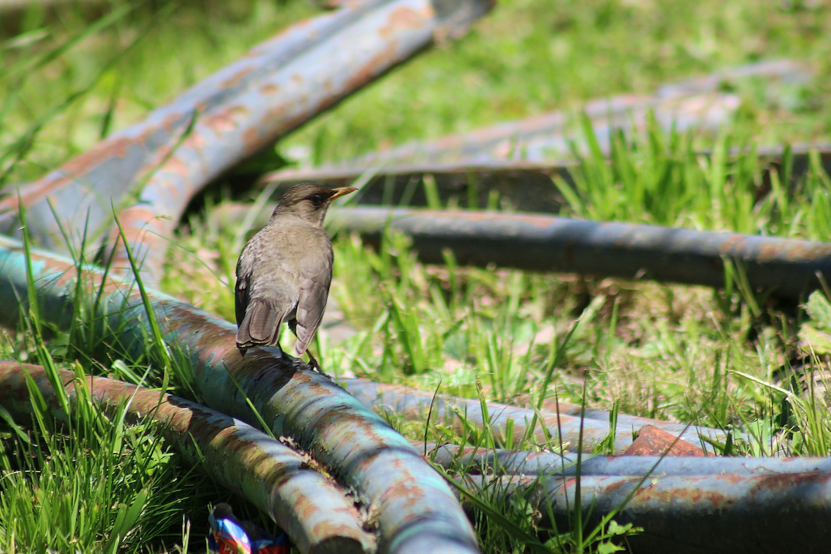 Creamy-bellied Thrush - ML642839067