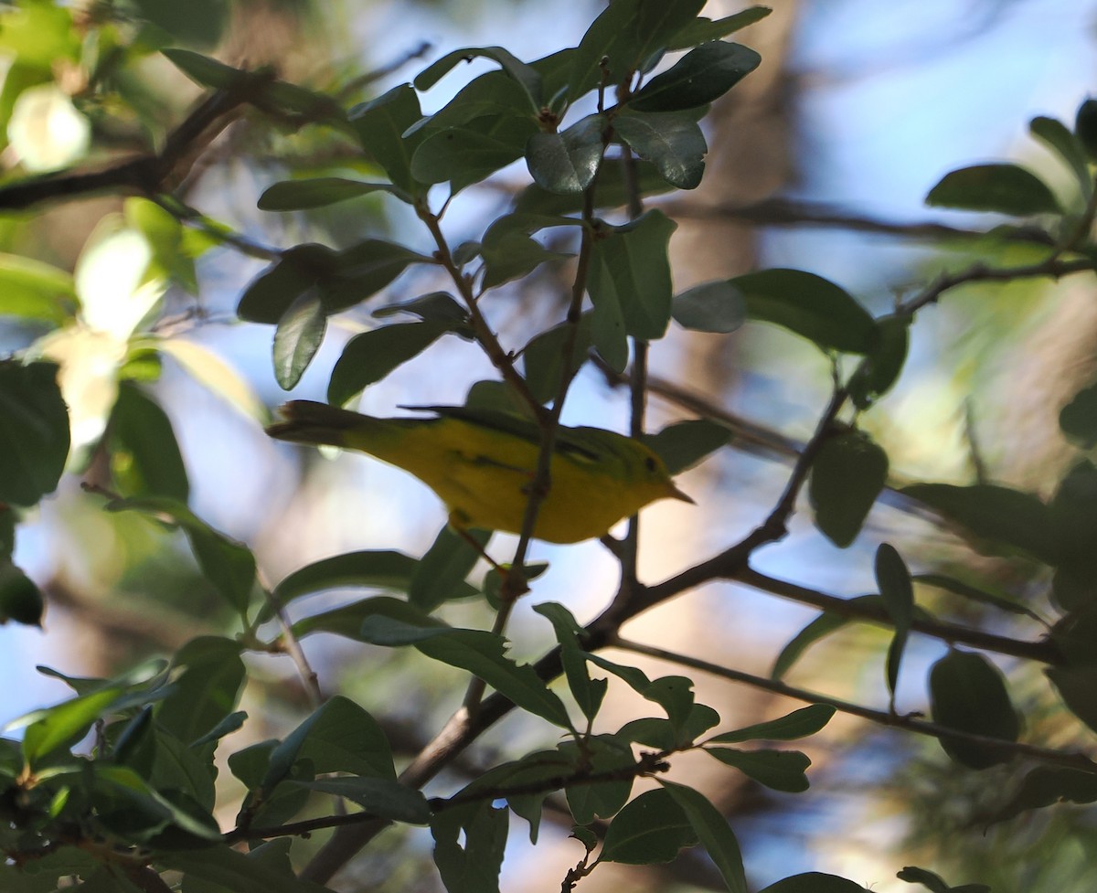 Wilson's Warbler - ML642839068