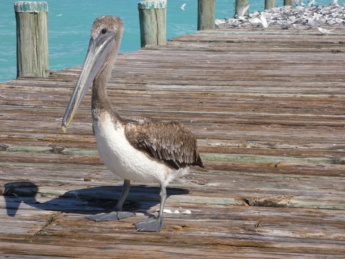 Brown Pelican - ML642839069