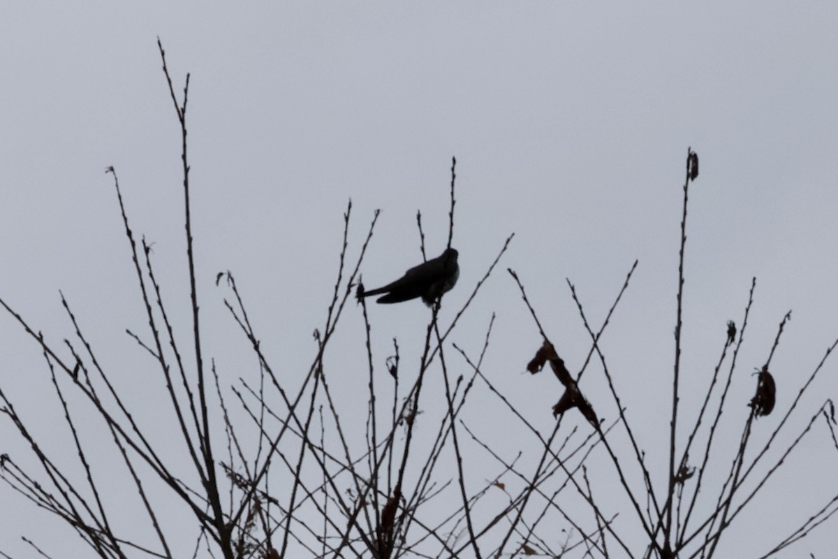 Oriental Cuckoo - ML642839076