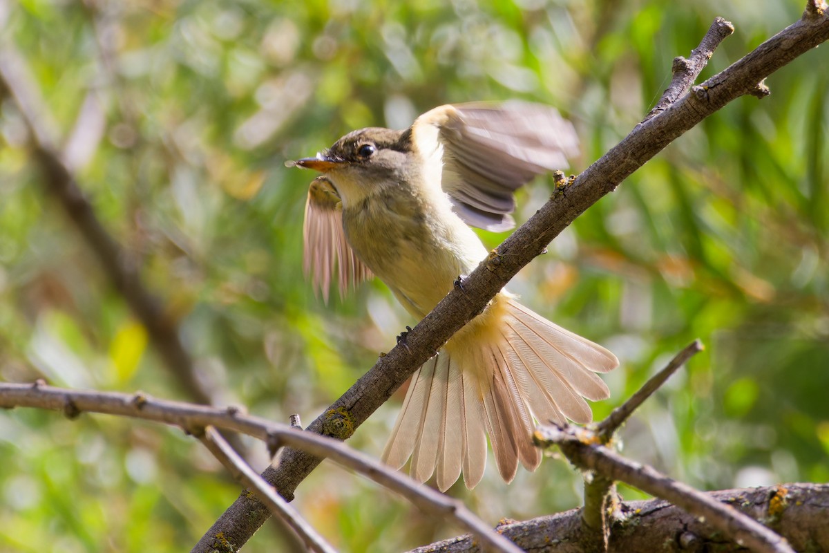 Willow Flycatcher - ML642839079