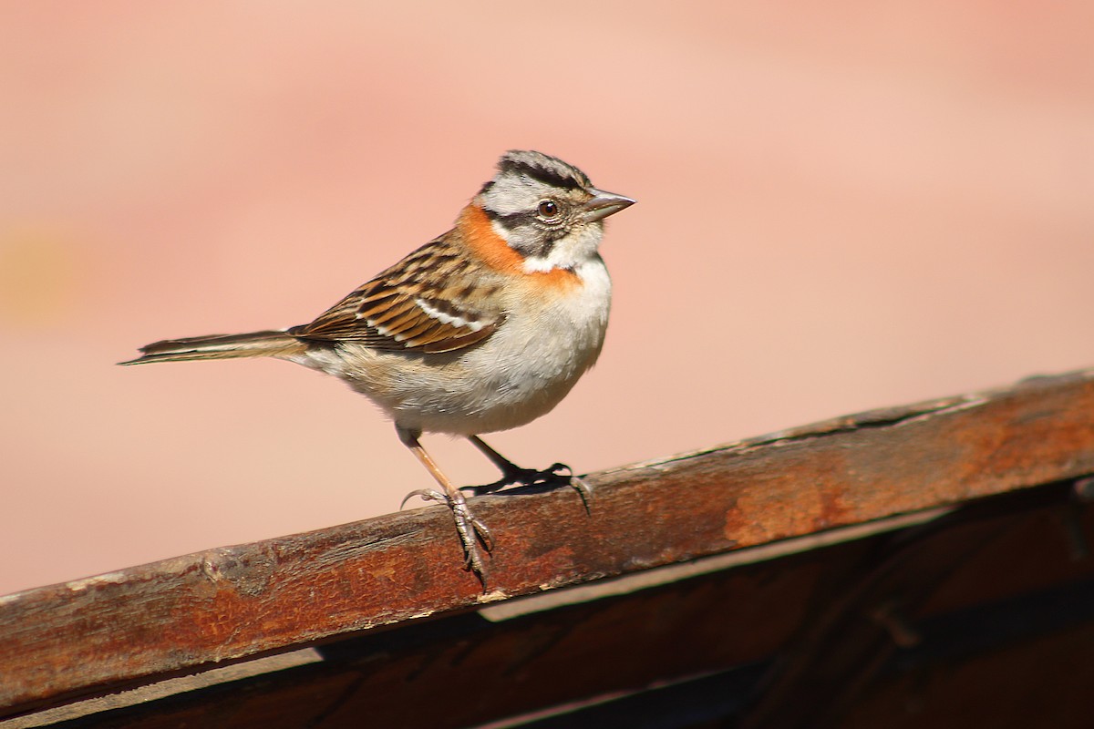 Rufous-collared Sparrow - ML642839081