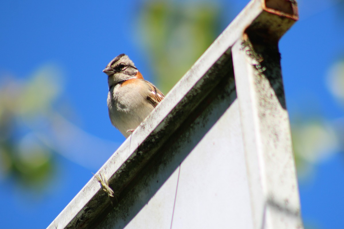 Rufous-collared Sparrow - ML642839082