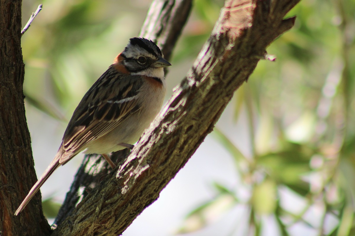 Rufous-collared Sparrow - ML642839083