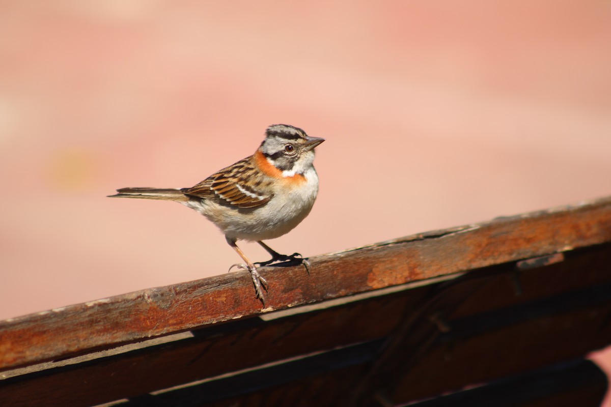 Rufous-collared Sparrow - ML642839084
