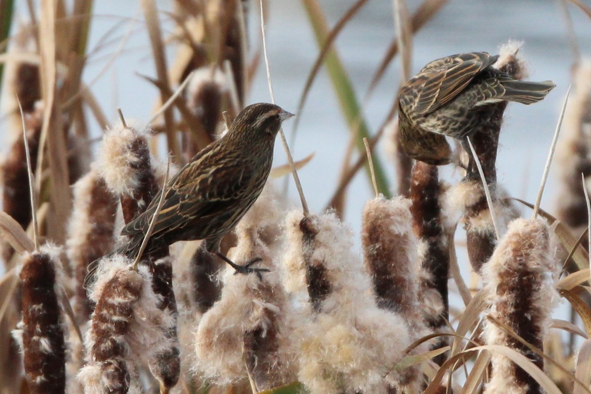 Red-winged Blackbird - ML642839085