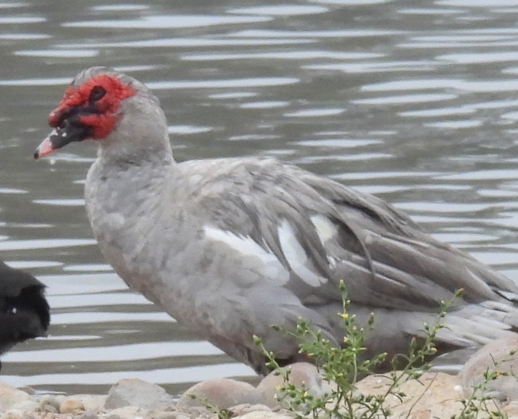 Anatra muta (domestica) - ML642839087