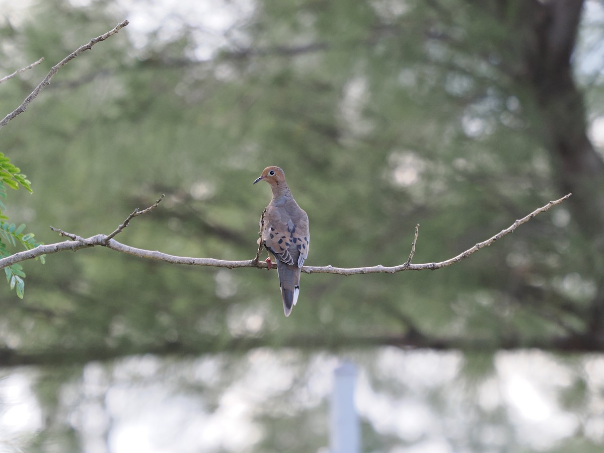 Mourning Dove - ML642839094