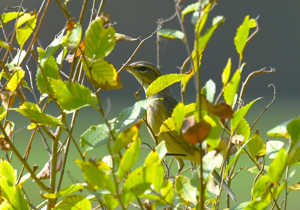 Palm Warbler - ML642839099