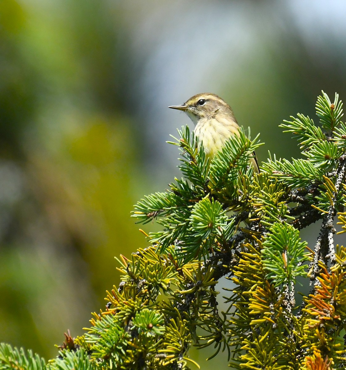 Palm Warbler - ML642839100