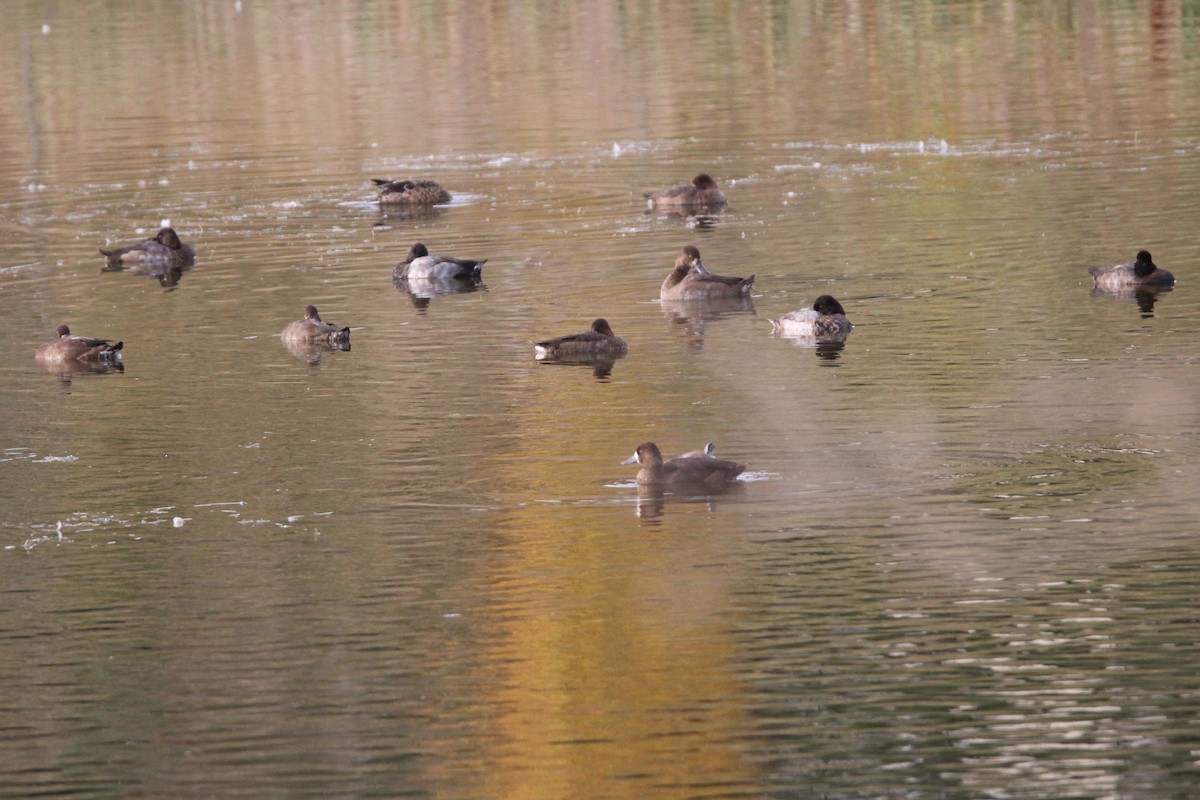 Lesser Scaup - ML642839103