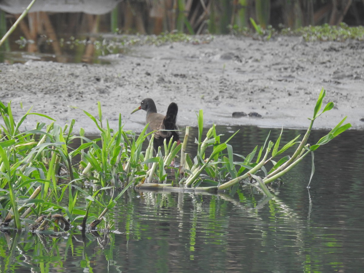 Plumbeous Rail - ML642839104