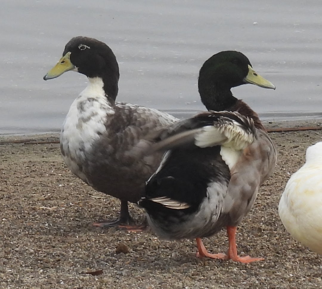 Anatra germanata - ML642839105