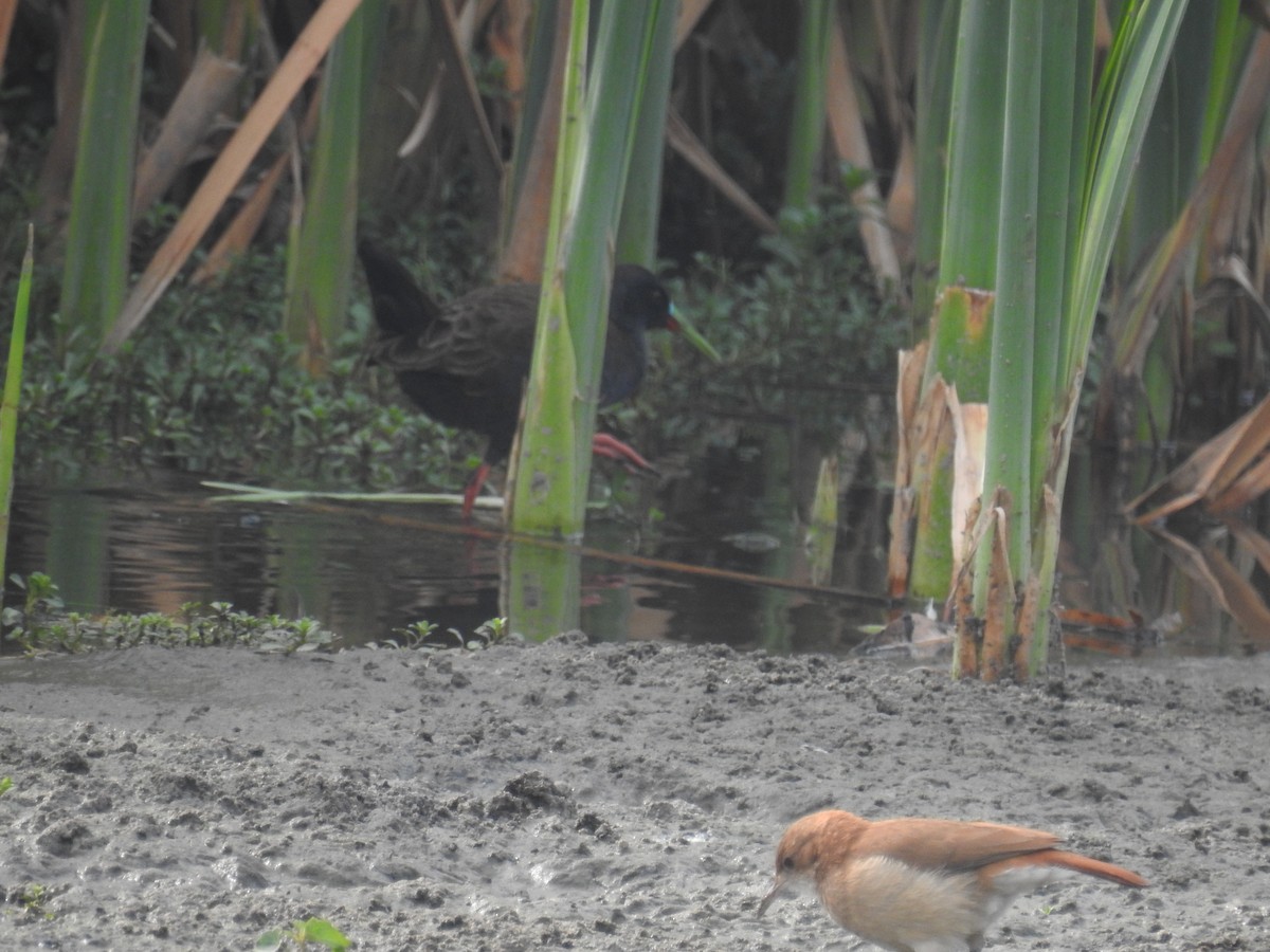 Plumbeous Rail - ML642839106
