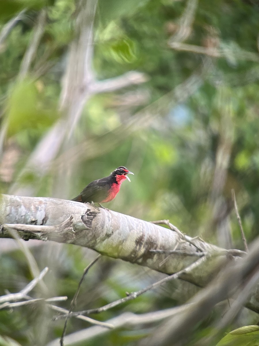 Rosy Thrush-Tanager - ML642839109