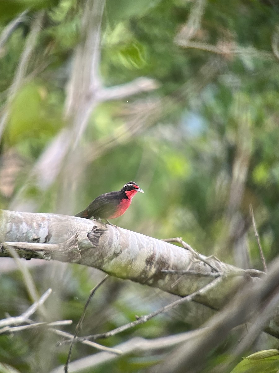 Rosy Thrush-Tanager - ML642839110