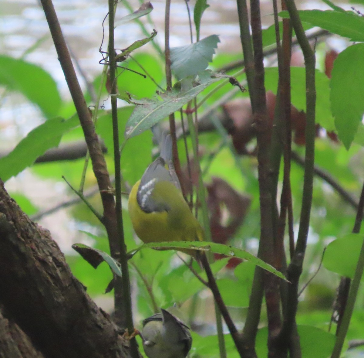 Blue-winged Warbler - ML642839117