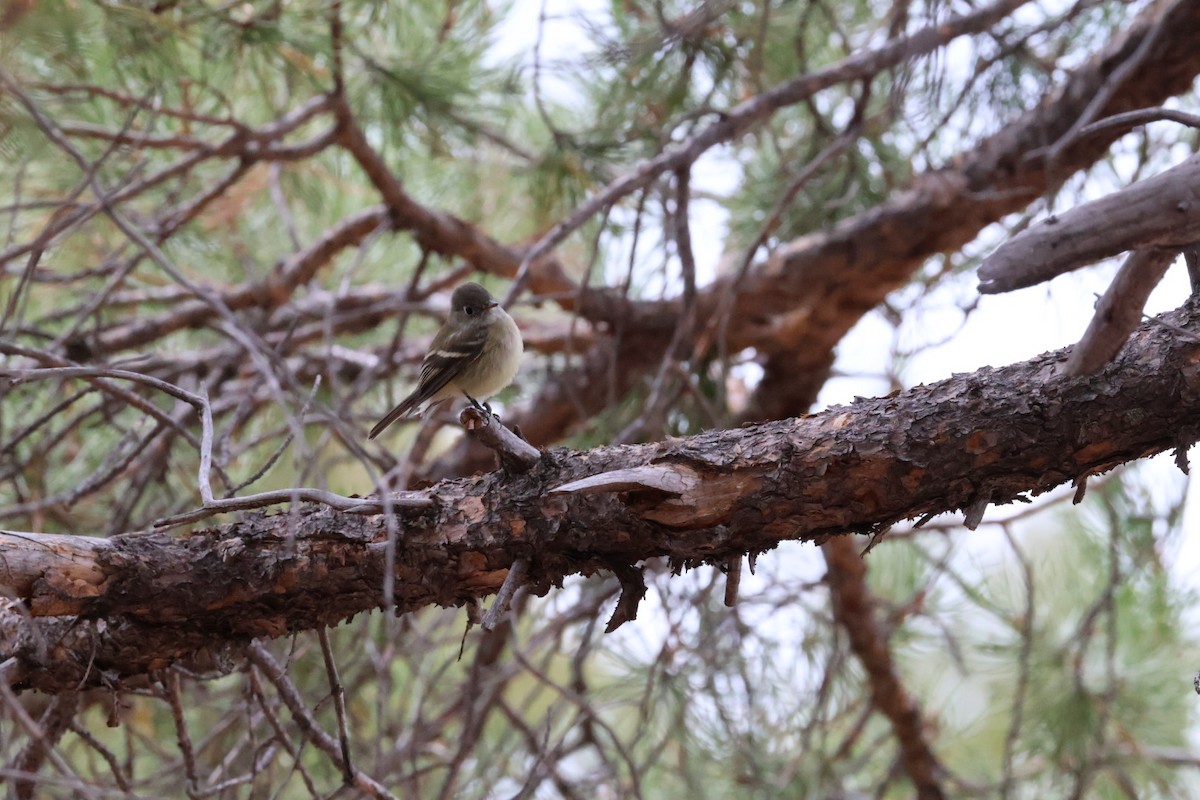 Hammond's Flycatcher - ML642839118