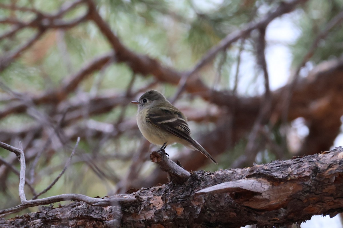 Hammond's Flycatcher - ML642839120