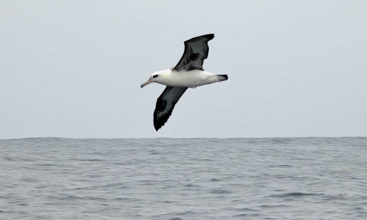 Laysan Albatross - ML642839122
