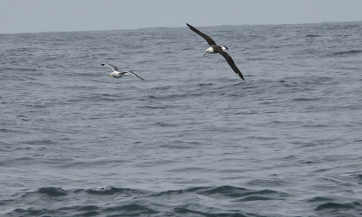 Laysan Albatross - ML642839123