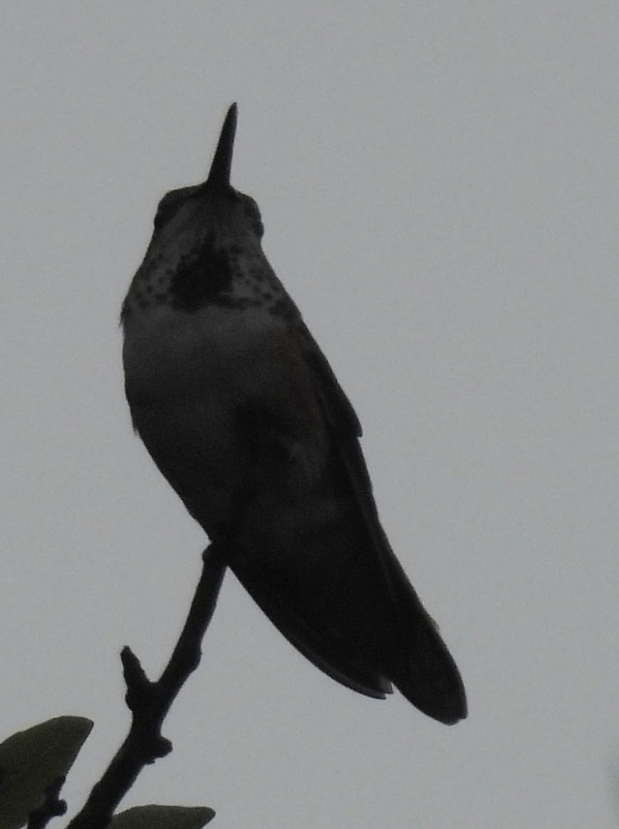Anna's Hummingbird - ML642839124