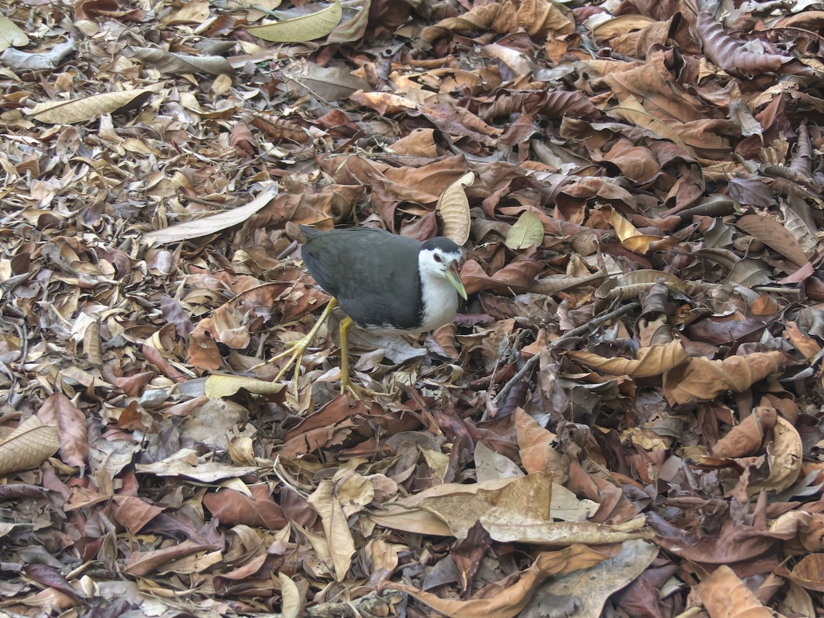 White-breasted Waterhen - ML642839125